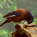 User avatar image